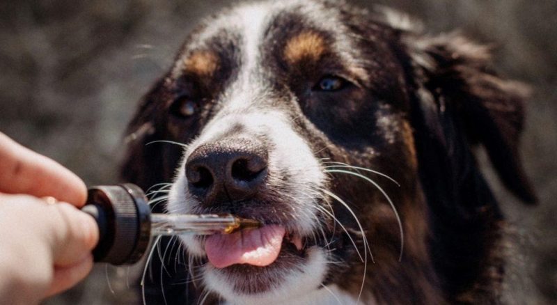 Is It Safe to Use CBD for My Dogs