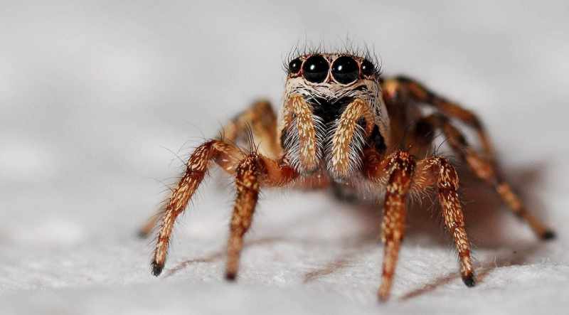 Incredible spider facts