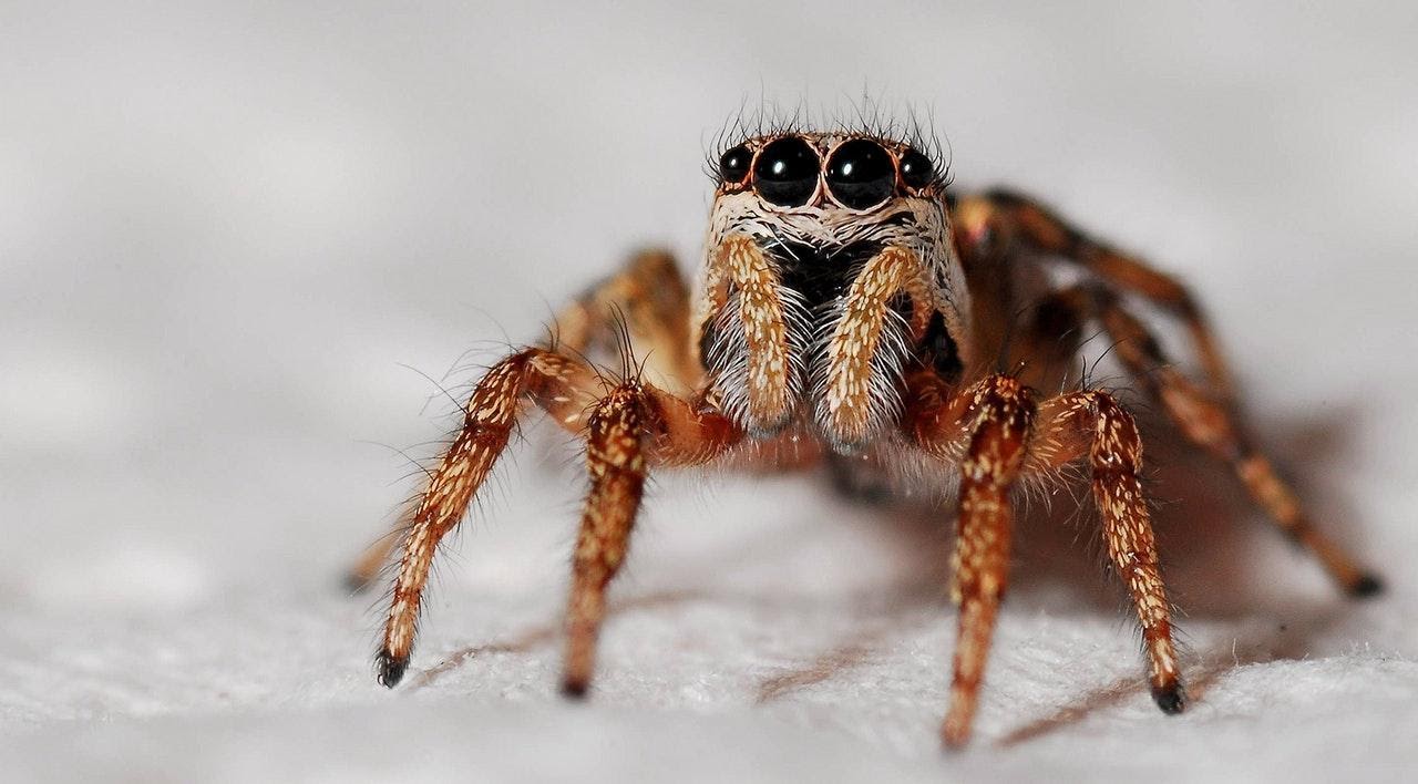 Incredible spider facts