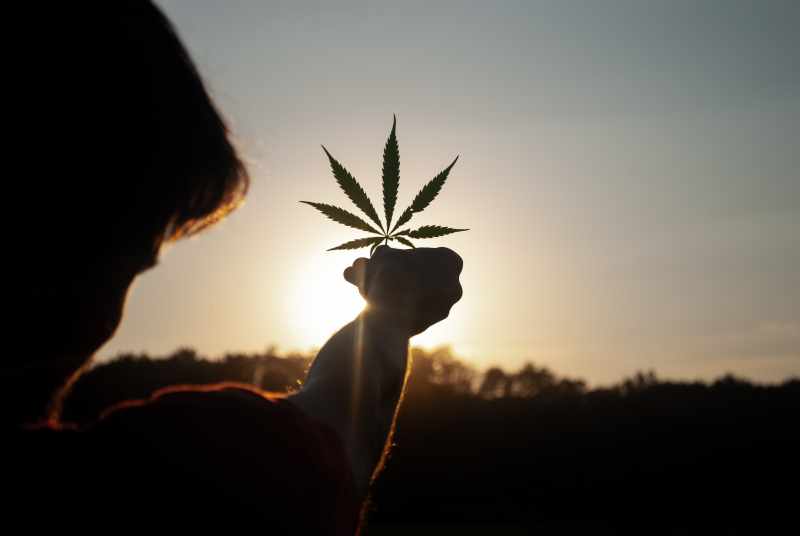growing cannabis from seeds