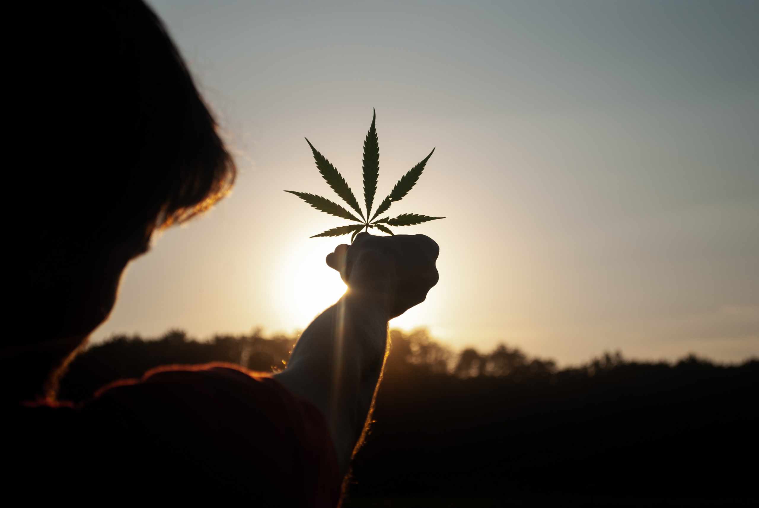 growing cannabis from seeds