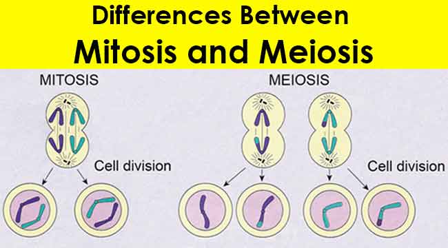What is the differences between mitosis and Meiosis?