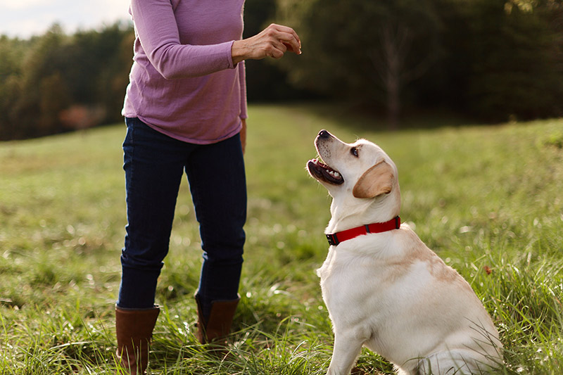 Why is dog training so crucial? What are the advantages?